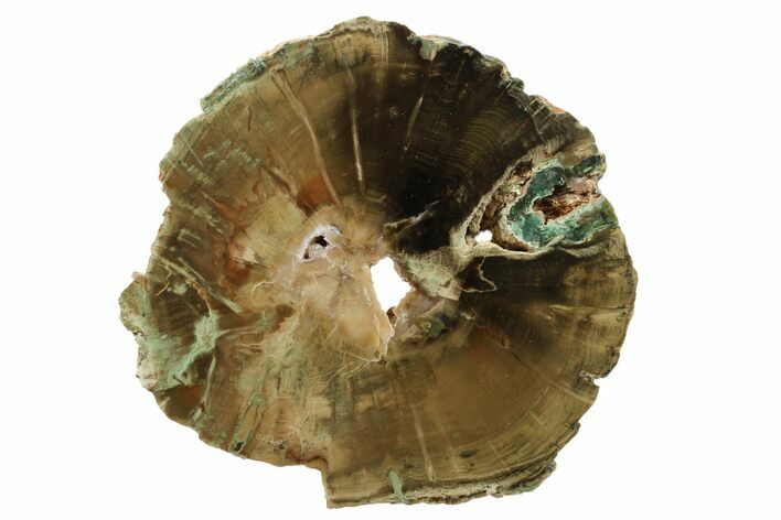 Triassic Petrified Wood (Woodworthia) Slab - Zimbabwe #163667